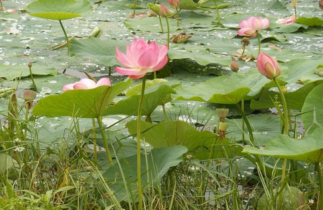 Богдан Булычев: я ответственный за романтику в Арктике