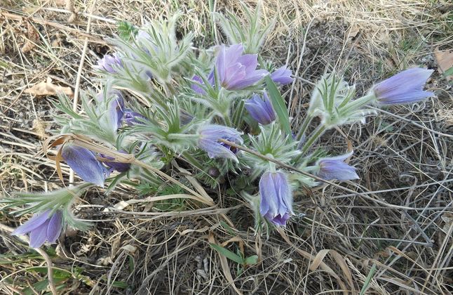 Юбилейный вечер «Дунаевские. Двойной портрет»